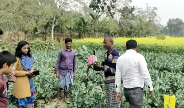 প্রথম বার রঙিন ফুলকপি চাষ করে সফল কৃষক মোস্তফা