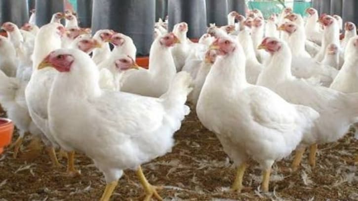 মুরগির বাজারে ফিরছে স্বস্তি