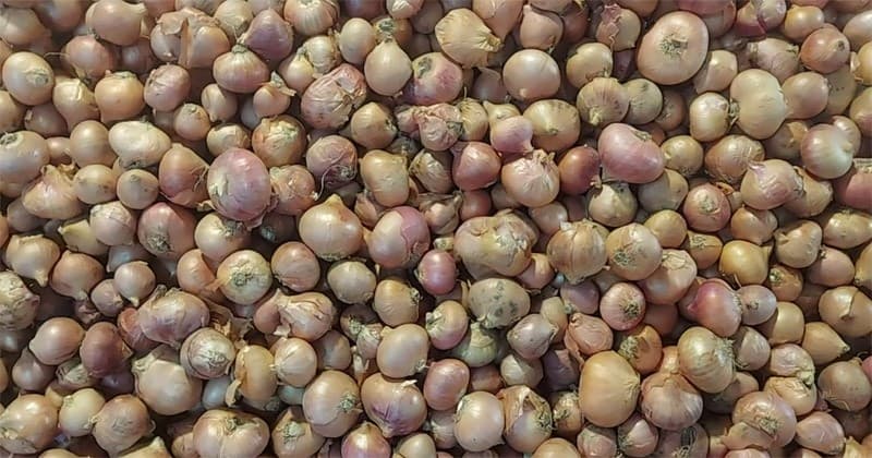 হিলিতে দেশি পেঁয়াজ কেজিতে দাম কমেছে ১৫ টাকা