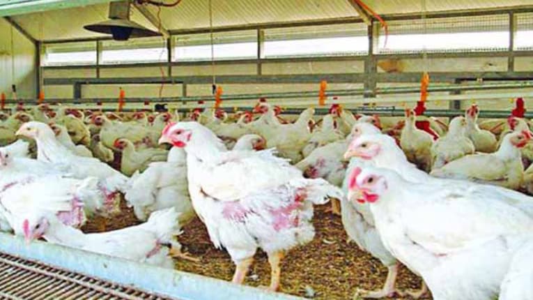 ফের বাড়ছে ব্রয়লার মুরগির দাম