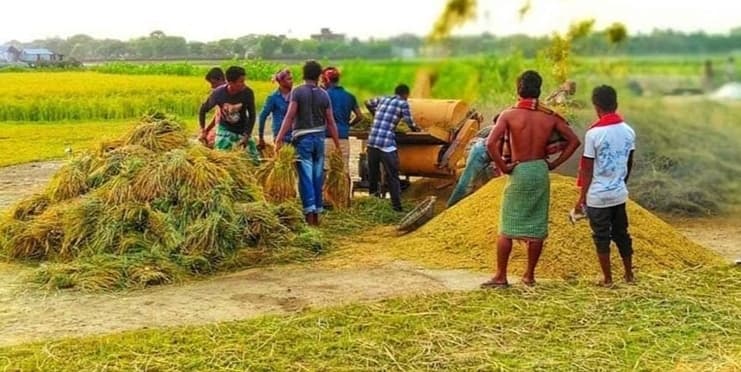 হিলিতে বোরো ধানের বাম্পার ফলন দাম নিয়ে দুশ্চিন্তায় কৃষকরা