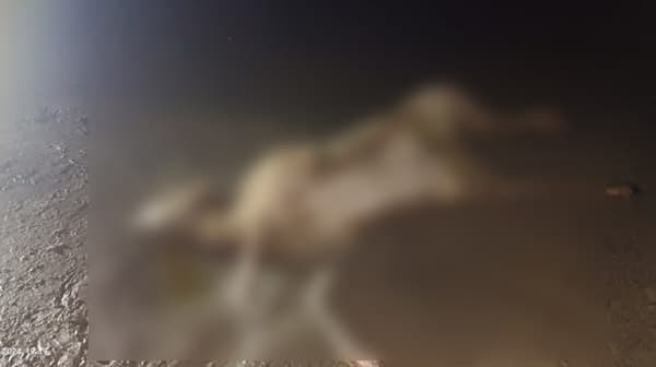 কুয়াকাটা সৈকতে ভেসে এলো মৃত হরিণ