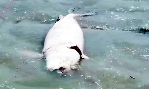 কুয়াকাটা সৈকতে ভেসে এলো মৃত ইরাবতী ডলফিন
