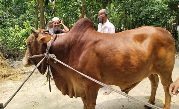 বরিশালে কোরবানির পশুর চাহিদা মেটাবে স্থানীয়রা
