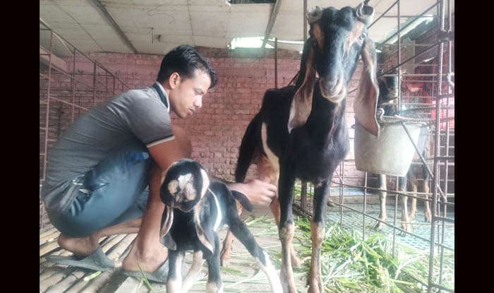 নওগাঁয় ৩মুখ ও ২টি মাথাওয়ালা ছাগলের জন্ম