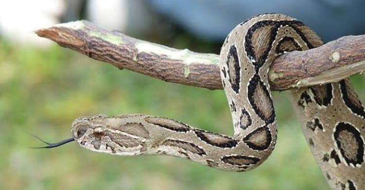 বিষধর হলেও তেড়ে কামড়ায় না রাসেলস ভাইপার