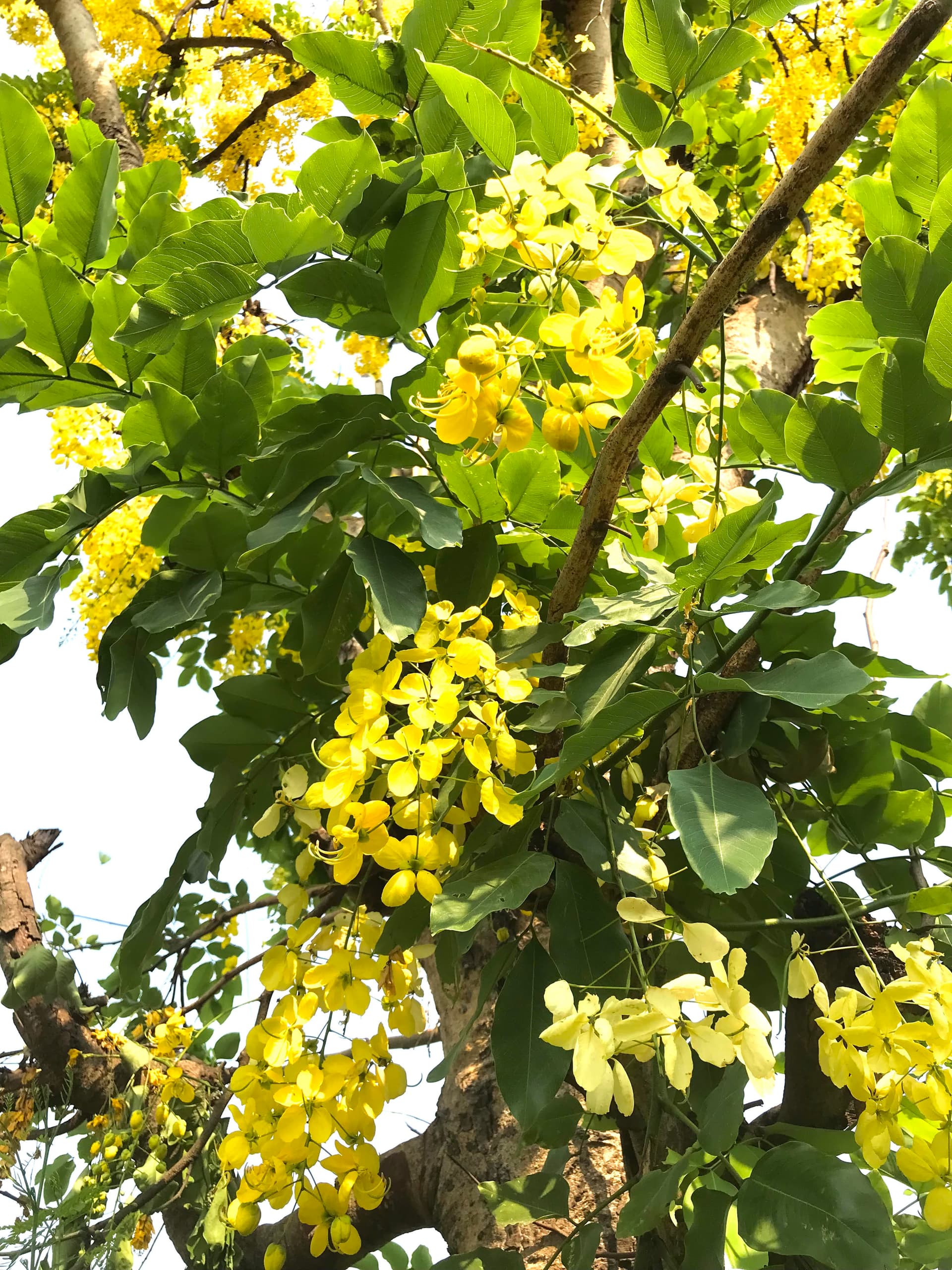 গ্রীষ্মের রুক্ষ প্রকৃতিতে শোভা ছড়াচ্ছে সোনালু ফুল