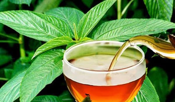 শীঘ্রই বাজারে আসছে পাটের চা: পাটমন্ত্রী