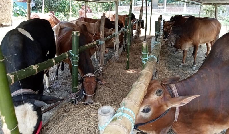 বরিশালে অর্ধশত হাটে বিক্রি হবে কোরবানির পশু