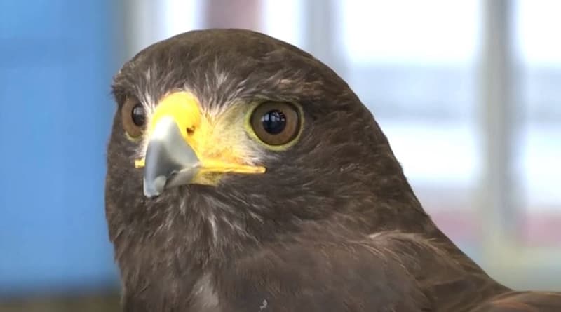 রেল স্টেশনের পায়রা তাড়াতে বাজপাখি ভাড়া !