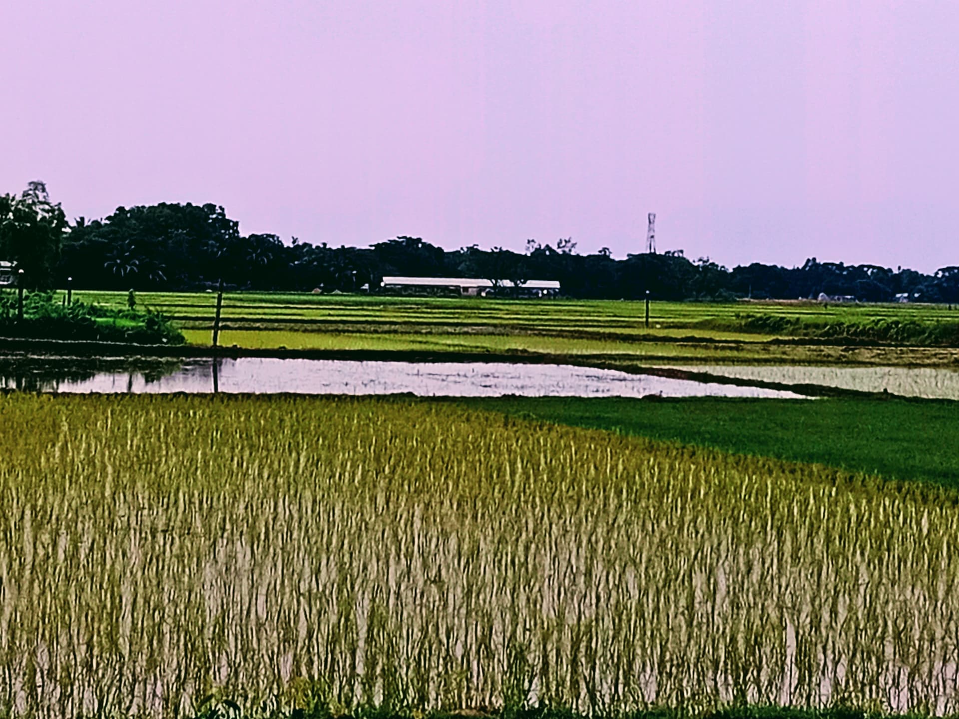 সরাইলে ৭ হাজার ৯০ হেক্টর জমিতে আমন চাষের লক্ষ্য নির্ধারণ