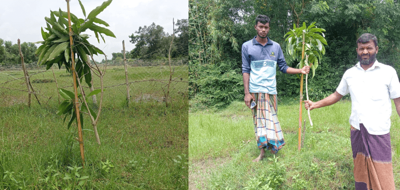 কুয়াকাটায় পূর্ব শত্রুতার জেরে ৬৫টি আম চারা কেটে ফেলেছে দুর্বৃত্তরা