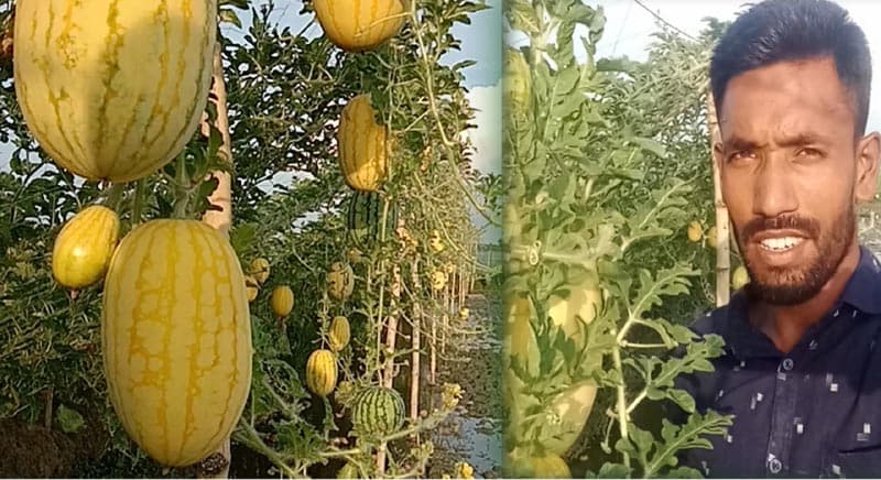 আশাশুনিতে অসময়ে তরমুজ চাষে সফল কৃষি উদ্যোক্তা জাহাঙ্গীর