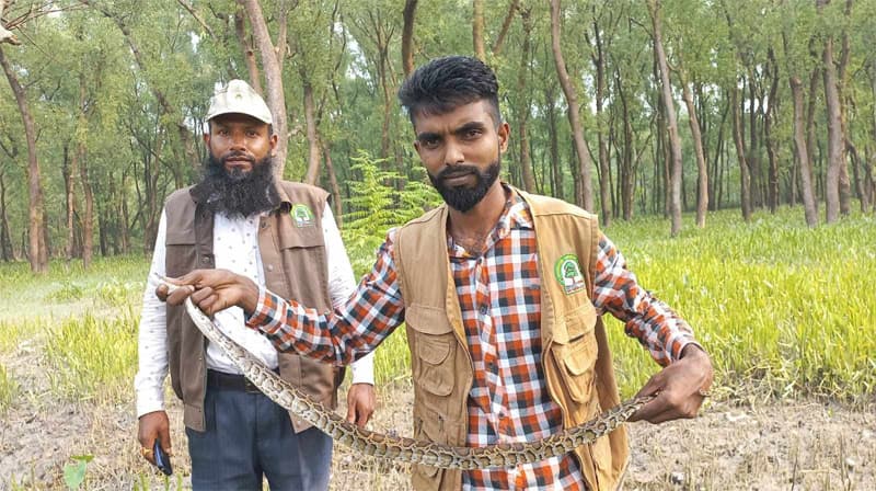 বিষধর বার্মিজ পাইথন উদ্ধার করে খেলার মাঠে অবমুক্ত ! এলাকায় আতঙ্ক