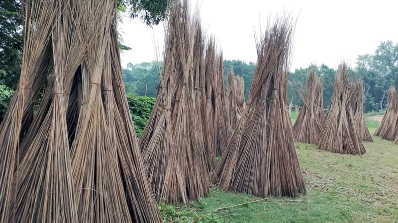 পাটকাঠিতে কৃষকের বাড়তি লাভ