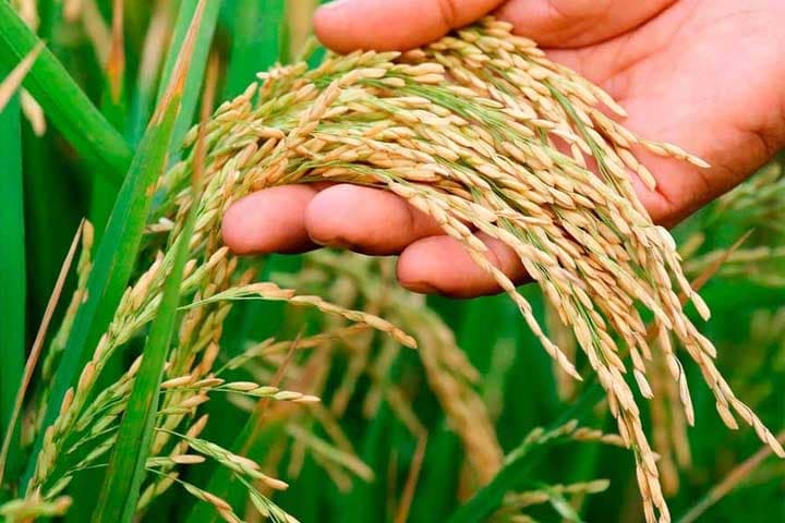 দেশে বেড়েছে ধান উৎপাদন, নতুন রেকর্ড