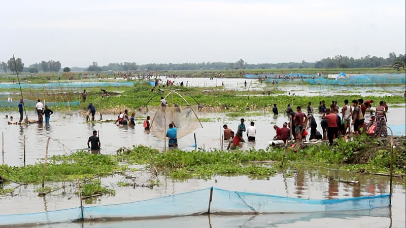 ঠাকুরগাঁওয়ে বুড়ির বাঁধে মাছ ধরার উৎসব, তবে ...