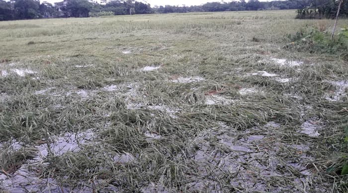 ঘূর্ণিঝড় মিধিলি: বরিশালে ফসলের ব্যাপক ক্ষতির আশঙ্কা