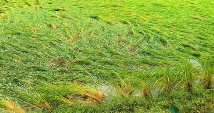 কাউখালীতে ঘূর্ণিঝড় মিধিলির প্রভাবে আমনের ব্যাপক ক্ষতি