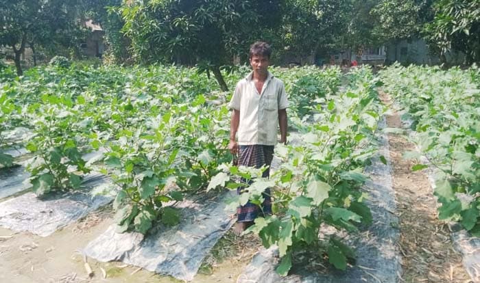 আত্রাইয়ে শীতকালীন সবজি চাষে ব্যস্ত কৃষক