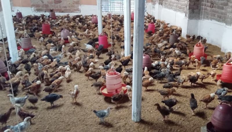 হিলিতে লোকসনের আশঙ্কায় পোল্ট্রি খামারিরা, বন্ধ শেড