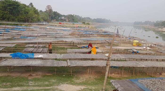 দেশি মাছ সংকটে ভালো নেই আত্রাইয়ের শুঁটকি ব্যবসায়ীরা