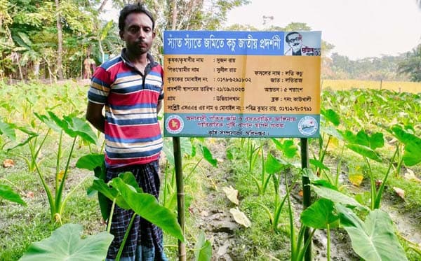 কাউখালীতে লতি কচু চাষ করে সাবলম্বী সুজন রায়