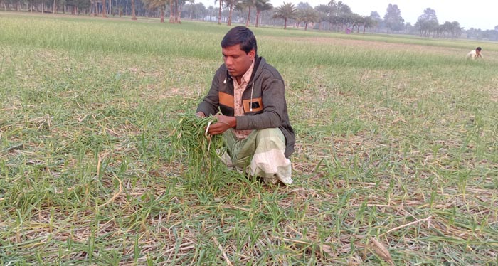 রসুুন ক্ষেতের সঙ্গে এ কেমন শত্রুতা