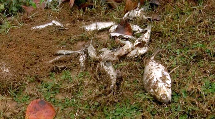 বৃষ্টির সাথে নেমে এলো মাছ !