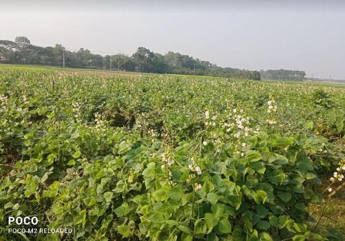 লালপুরে শীতকালীন সবজি চাষে লাভবান হচ্ছে কৃষকরা