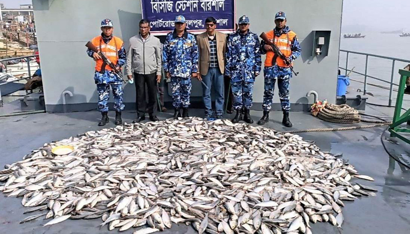 বরিশালে কোস্টগার্ডের অভিযানে ৮শ' কেজি জাটকা জব্দ