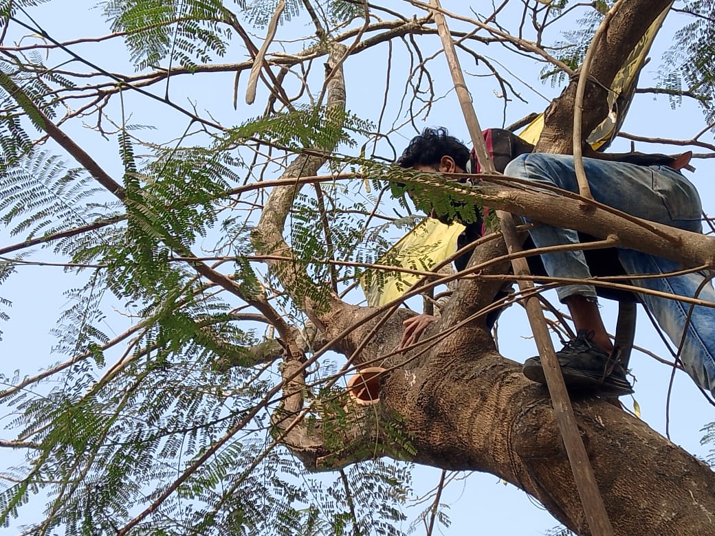 গোয়ালন্দে পাখিদের নিরাপদ আশ্রয় গড়তে ছাত্রদল নেতার ব্যতিক্রমী উদ্যোগ