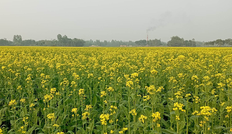 সরিষার বাম্পার ফলনে ঠাকুরগাঁওয়ে কৃষকের মুখে হাঁসি