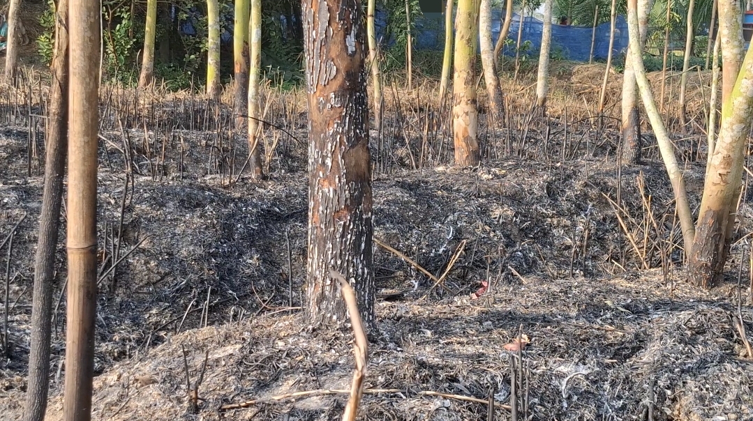 মাদারীপুরে পূর্ব শত্রুতায় বাগানে আগুন, শতাধিক গাছ পুড়েছে