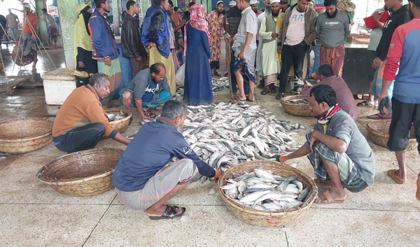 সাগরে এক ট্রলারে ধরা পড়ল দুই'শ মণ ইলিশ