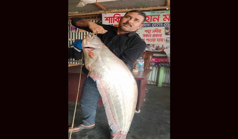 ১০ কেজির বোয়াল ১৯ হাজারে বিক্রি