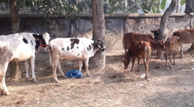 রায়গঞ্জে চোরাই গরু উদ্ধার, মামলা দায়ের