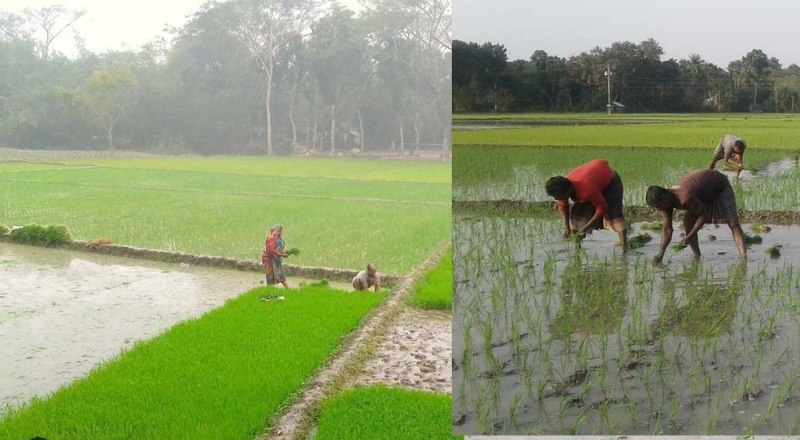 আশাশুনিতে সারের অপ্রতুলতায় বোরো চাষে কৃষকদের দুশ্চিন্তা