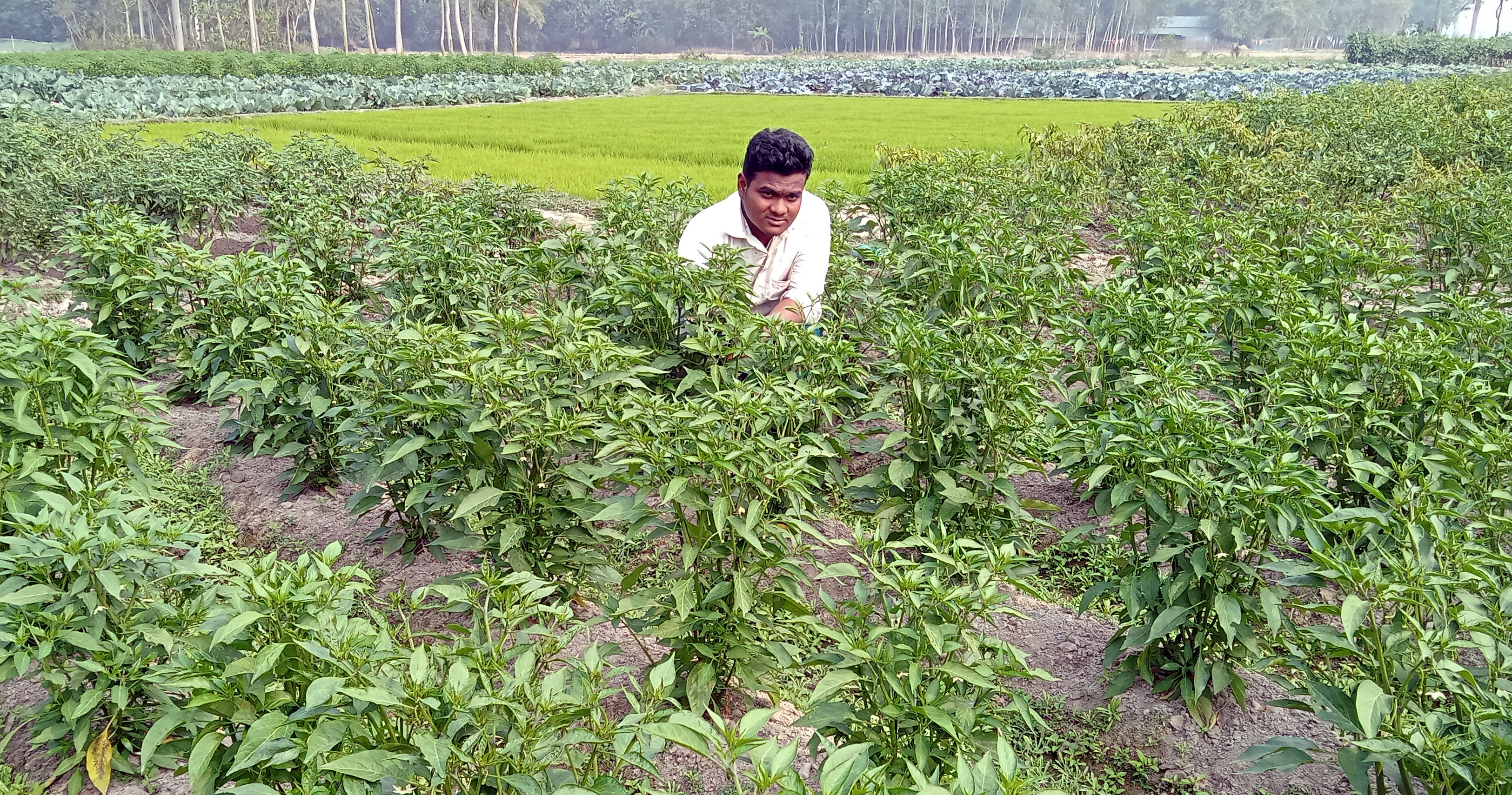 পাঁচবিবিতে ইঞ্জিনিয়ারিং পাশ করেও বংশের পেশায় কৃষিতেই সফল তৌহিদ