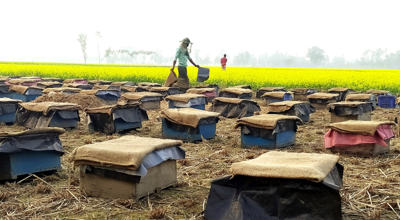 সরিষা ফুলের মধু সংগ্রহে ব্যস্ত হিলির মৌয়ালরা