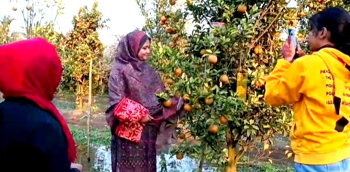 ঘোড়াঘাটে বদরুলের কমলা বাগানে সাফল্যের আলো