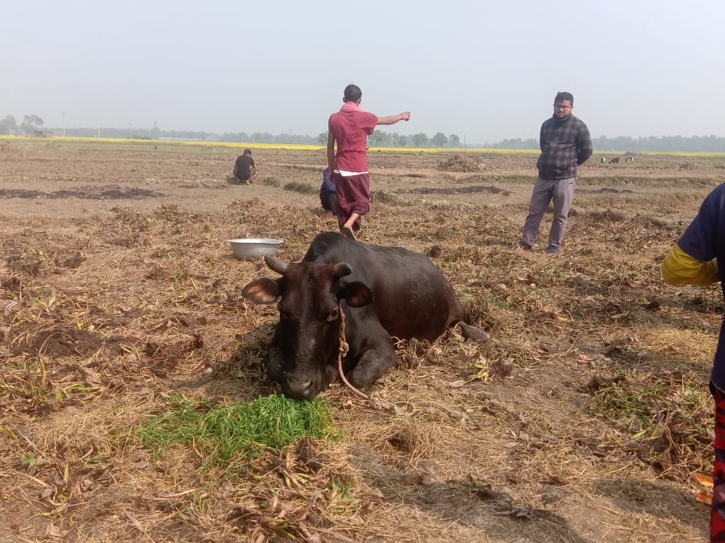 এক রাতেই কৃষকের ৪টি গরু চুরি