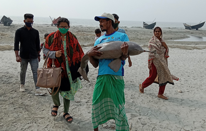 কুয়াকাটা সৈকতে ফের ভেসে উঠেছে ইরাবতি ডলফিন