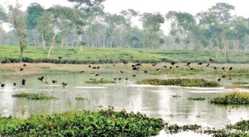 শ্রীমঙ্গলের রাজঘাট চা-বাগান লেক: পাখির রাজ্য ও পর্যটকদের আকর্ষণ