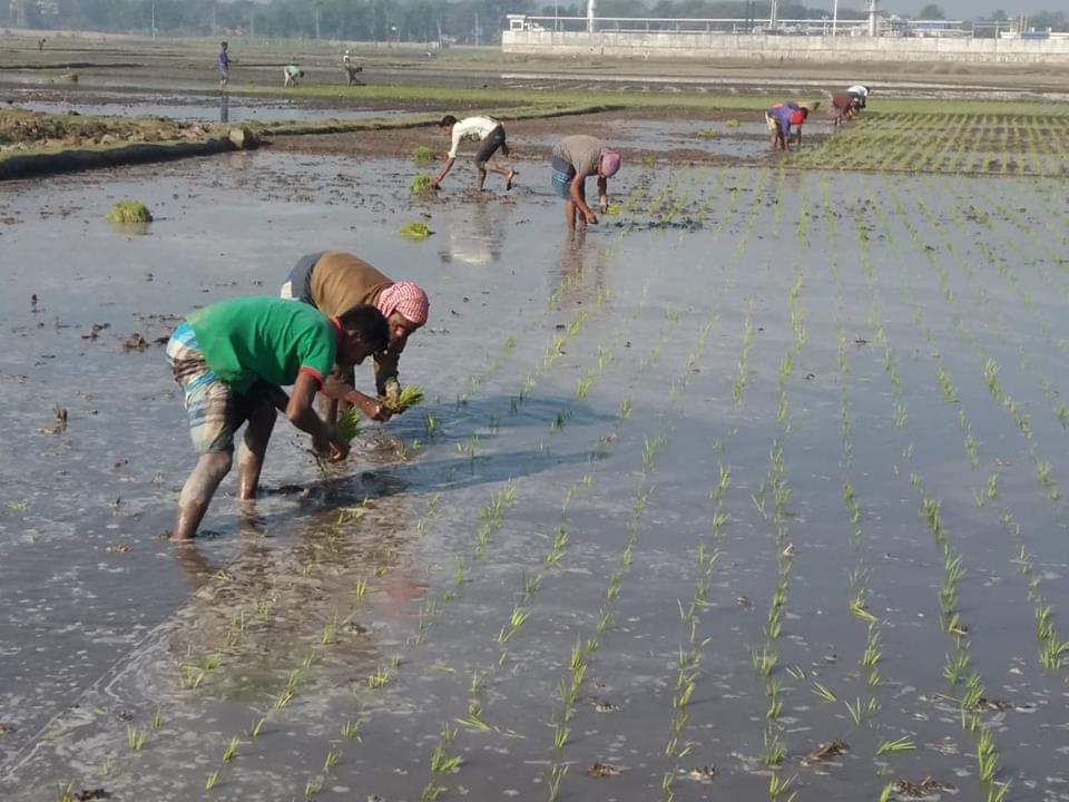 সরাইলে ইরি-বোরো ধান রোপণে ব্যস্ত কৃষকরা