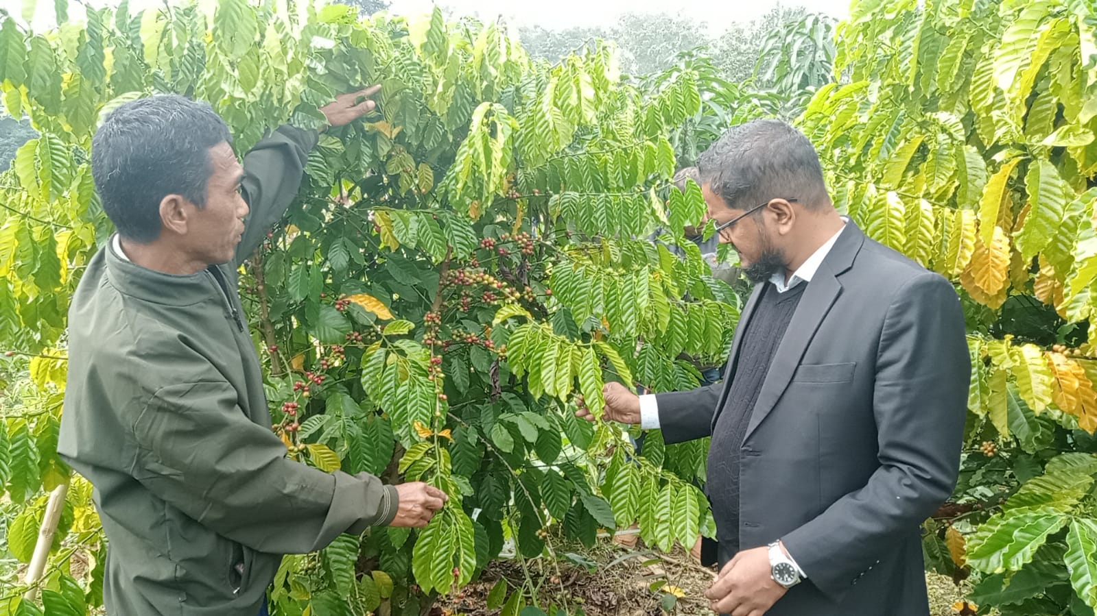 পাহাড়ে কফি চাষে উজ্জ্বল সম্ভাবনা