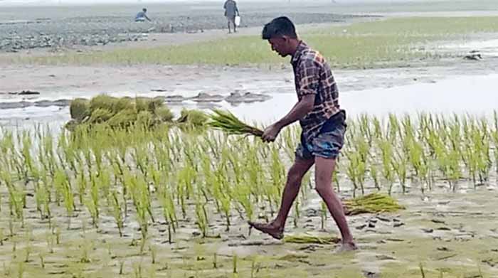 কনকনে শীতে বিপর্যস্ত জনজীবন, দুশ্চিন্তায় কৃষক