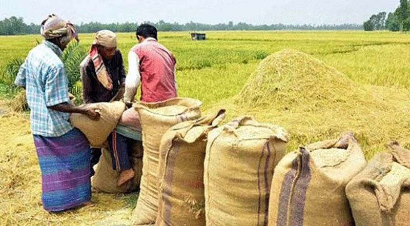 অভ্যন্তরীণ আমন ধান-চাল সংগ্রহ হুমকির মুখে