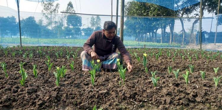 দিনাজপুরে প্রথমবারের মতো টিউলিপ চাষে সাফল্য