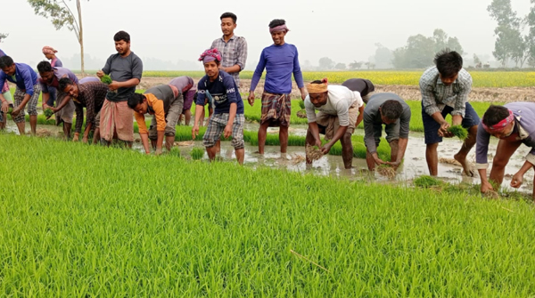 তীব্র শীত উপেক্ষা করে পাঁচবিবিতে ইরি-বোরো চাষে ব্যস্ততা বেড়েছে শ্রমিকদের